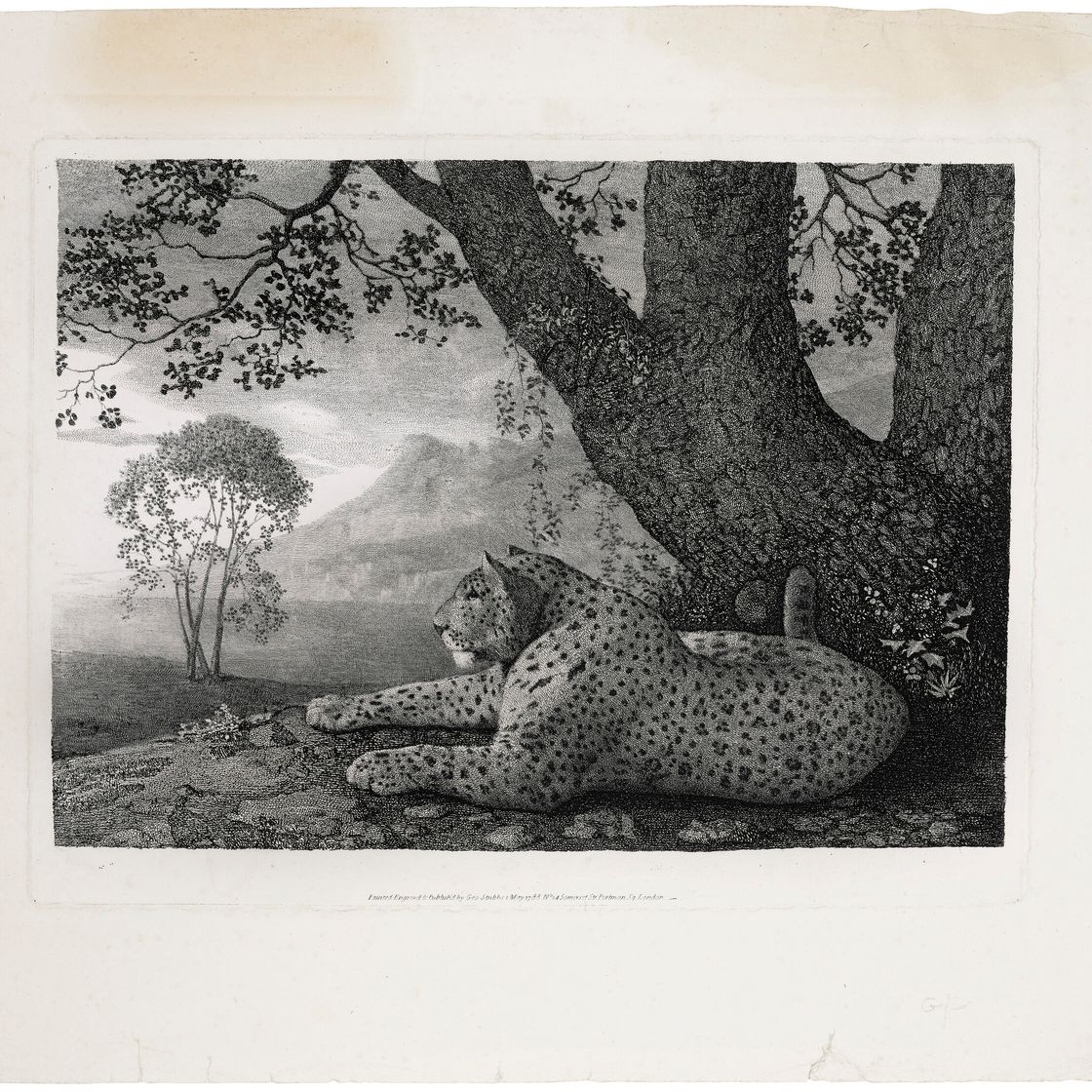 George Stubbs — Тигр (лежащий леопард у дерева), изображение 3