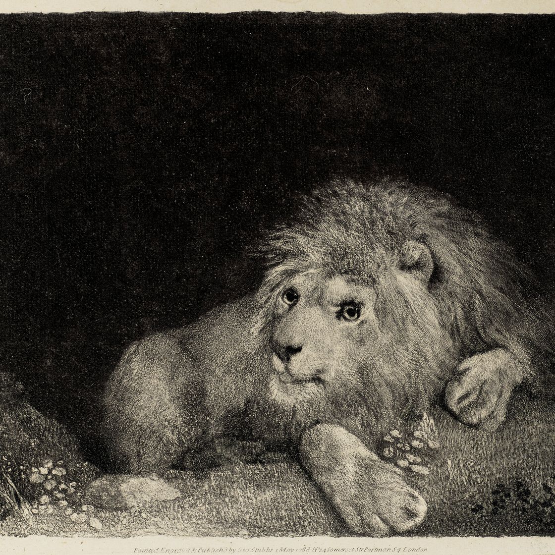 George Stubbs — Лев (Лежащий Лев), изображение 1