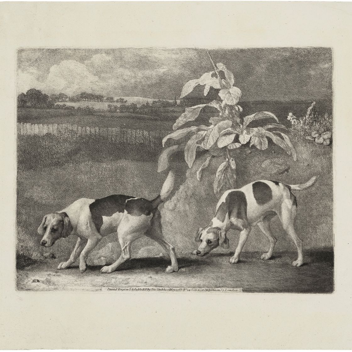 George Stubbs — Две собаки, изображение 3