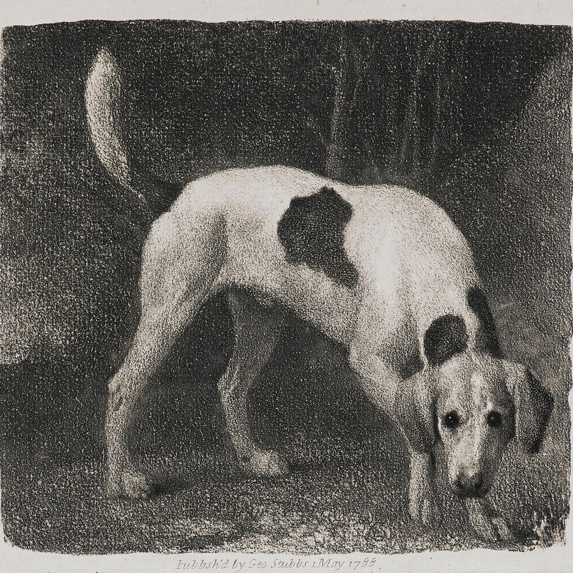 George Stubbs — Собака (Гончая, идущая по следу), изображение 1