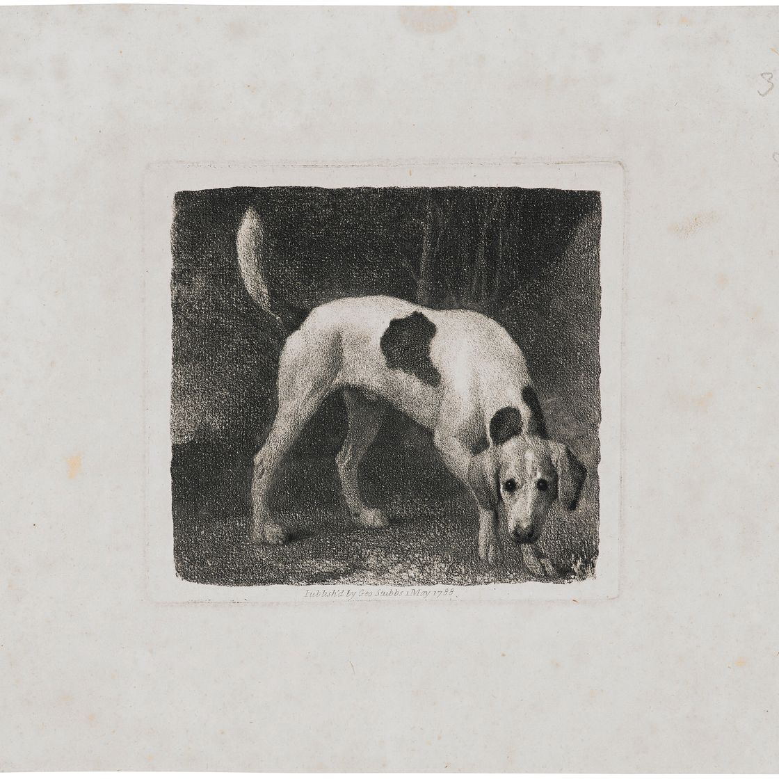 George Stubbs — Собака (Гончая, идущая по следу), изображение 3