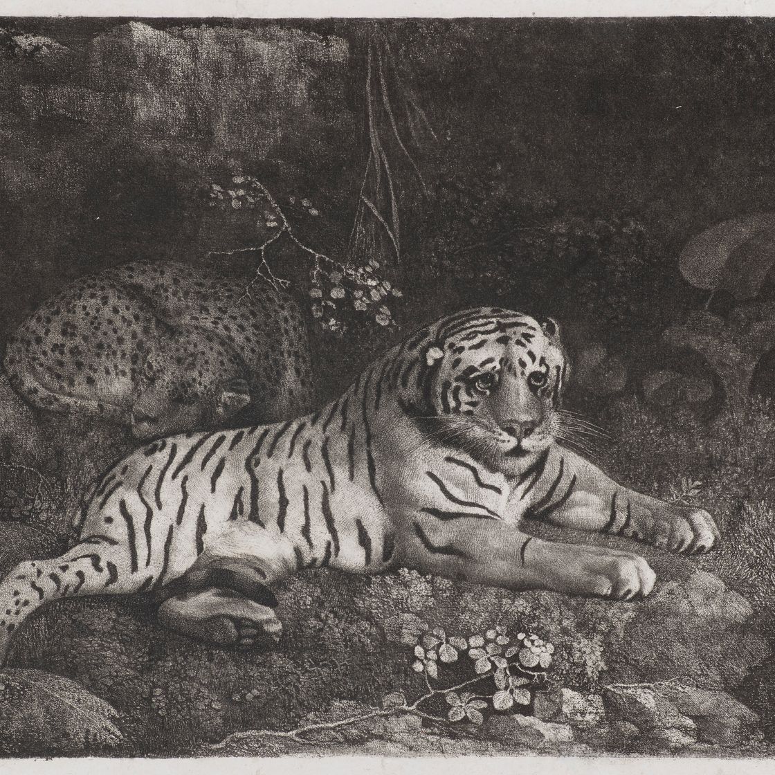 George Stubbs — Два тигра, изображение 1