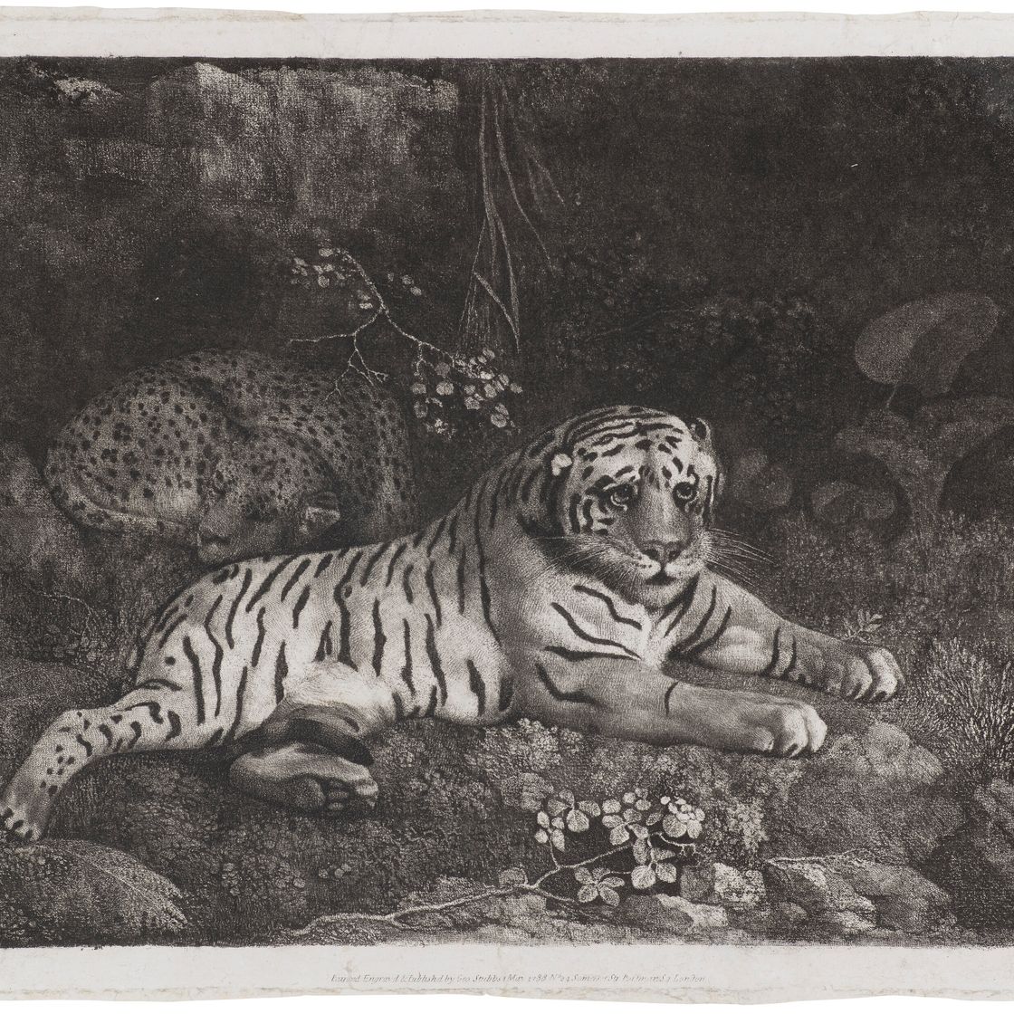 George Stubbs — Два тигра, изображение 3