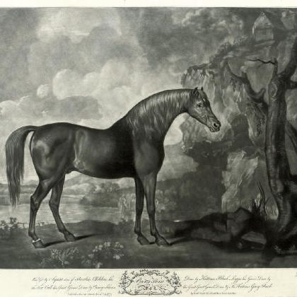 George Stubbs — Маска коричневой лошади