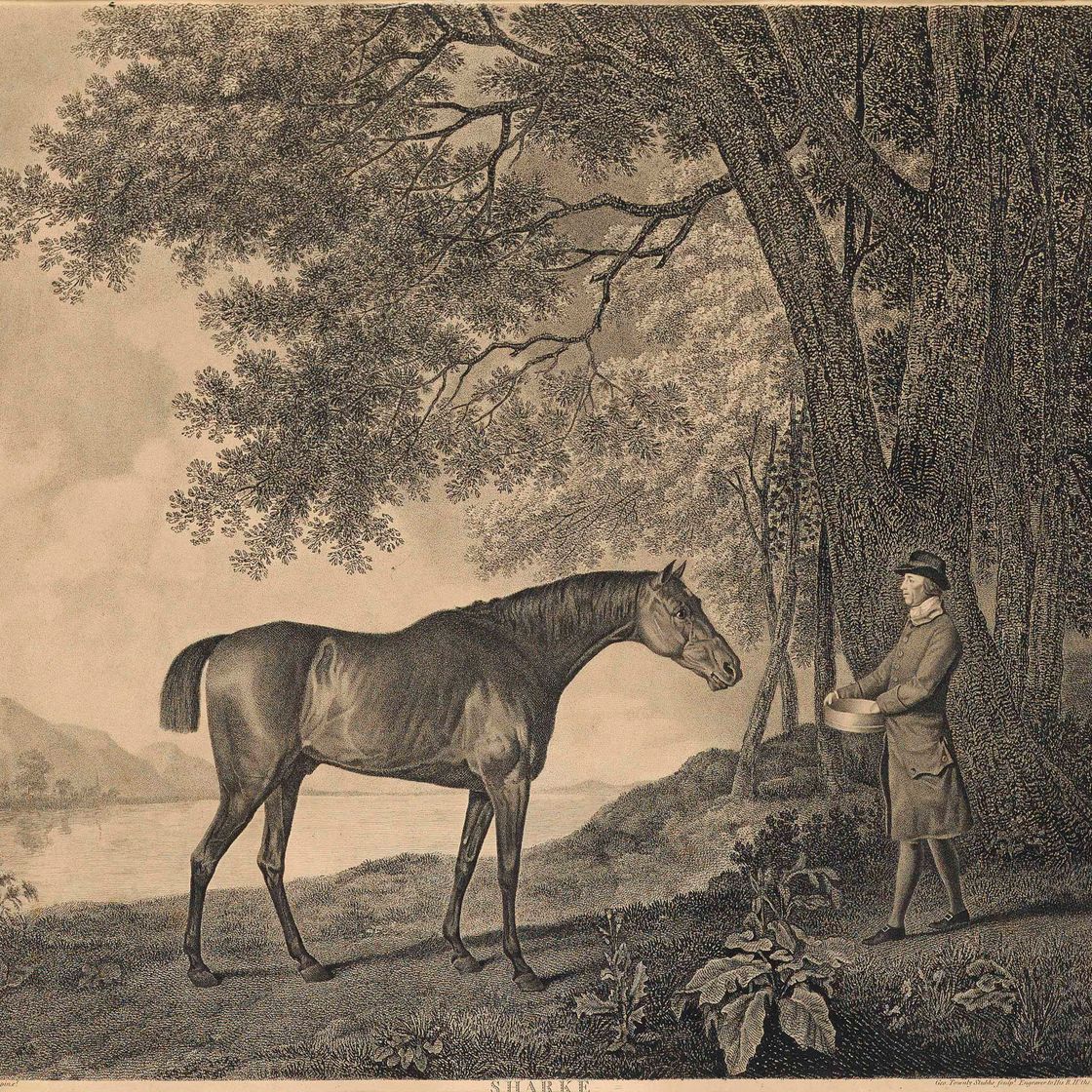George Stubbs — Шарк (Леннокс-Бойд, 110)
