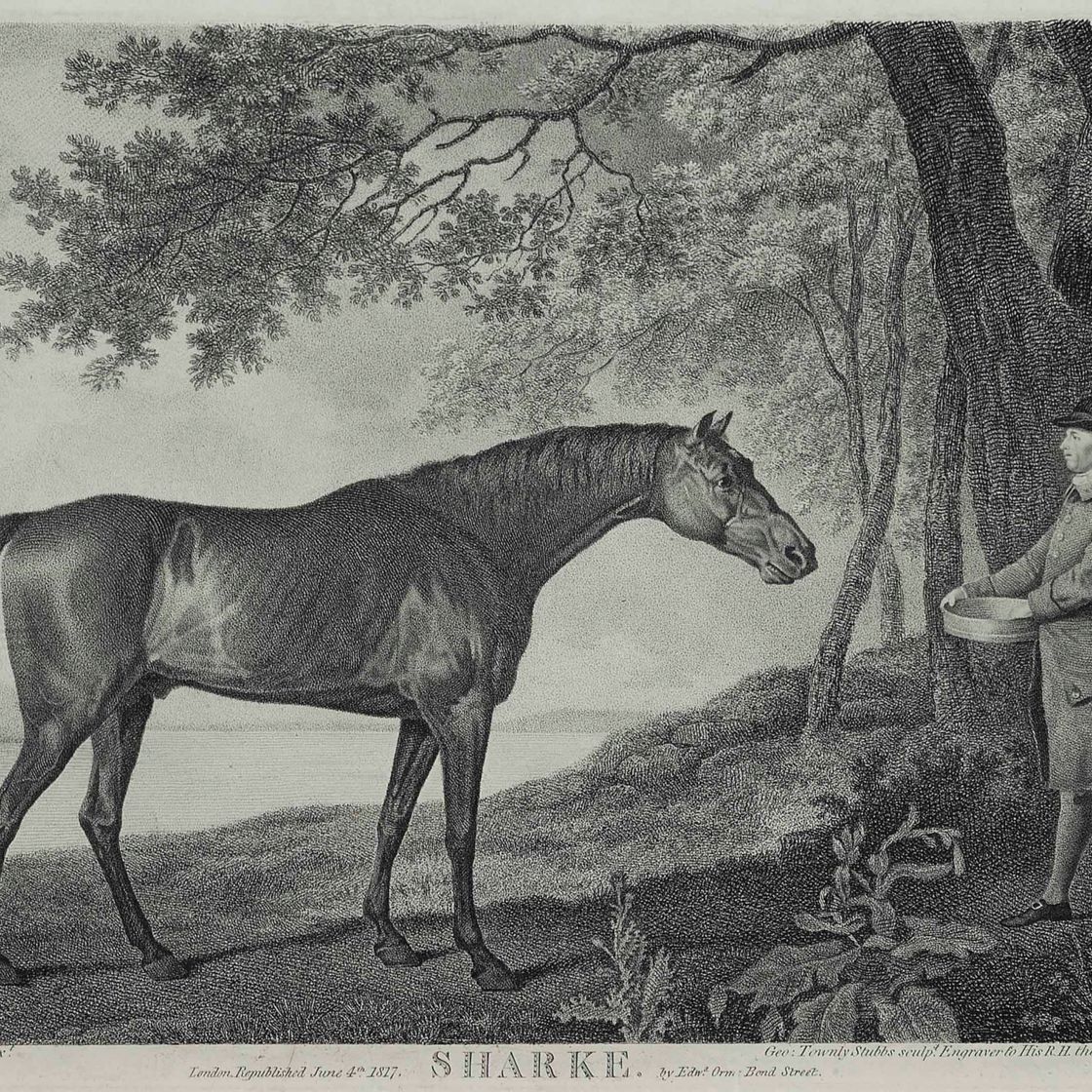 George Stubbs — Баронет, Шарк, Суитуильям и Эклипс, изображение 1