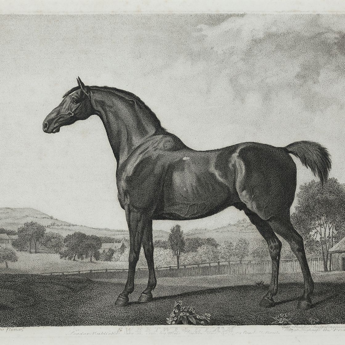 George Stubbs — Баронет, Шарк, Суитуильям и Эклипс, изображение 2