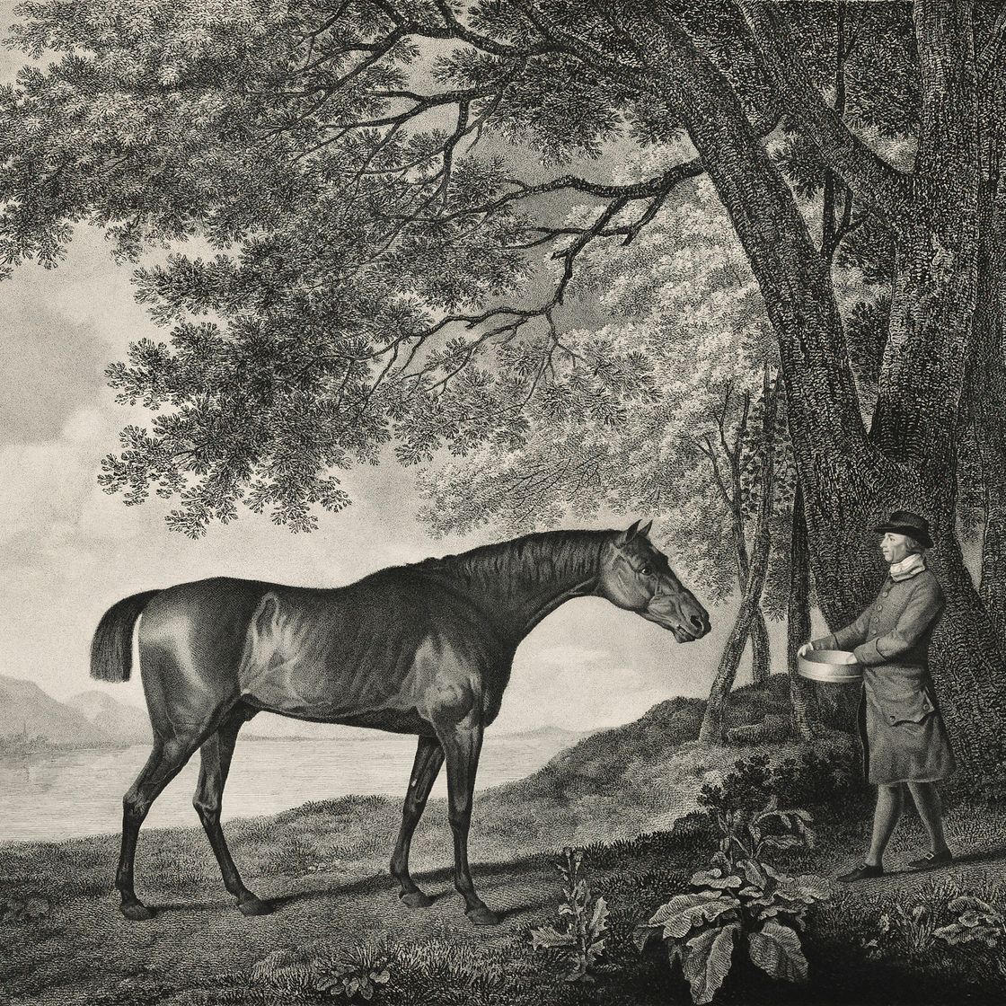 George Stubbs — Мамбрино и Шарк, изображение 2