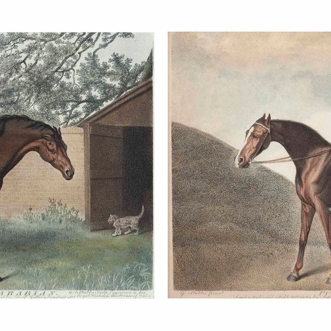 George Stubbs — Годольфин Арабский; и тыква