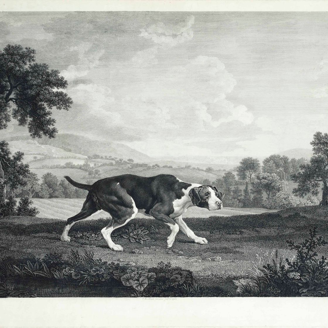 George Stubbs — Испанский пойнтер, изображение 1