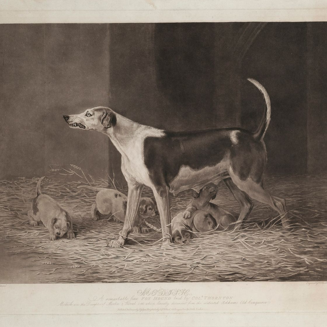George Stubbs — Испанский пойнтер, изображение 2