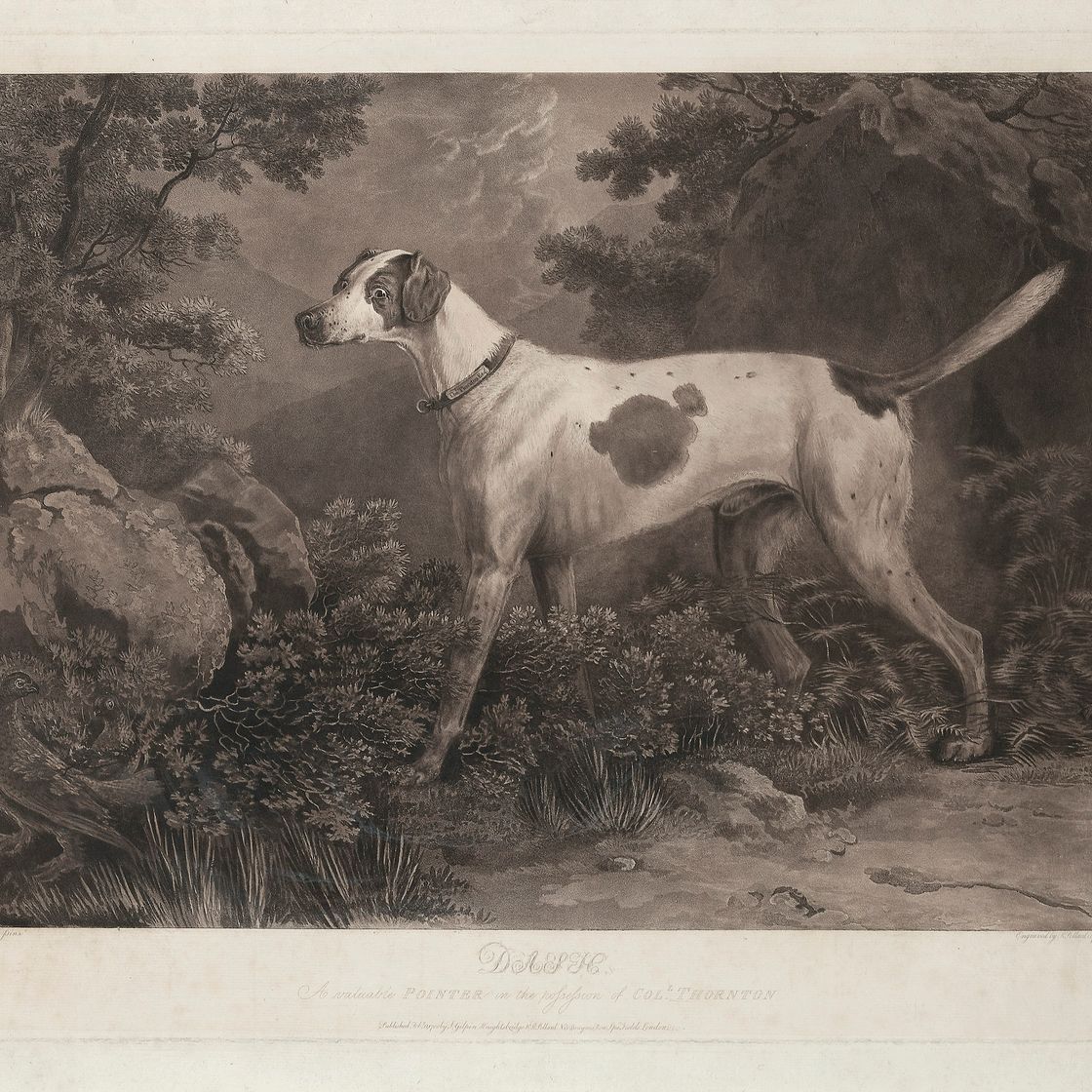 George Stubbs — Испанский пойнтер, изображение 3