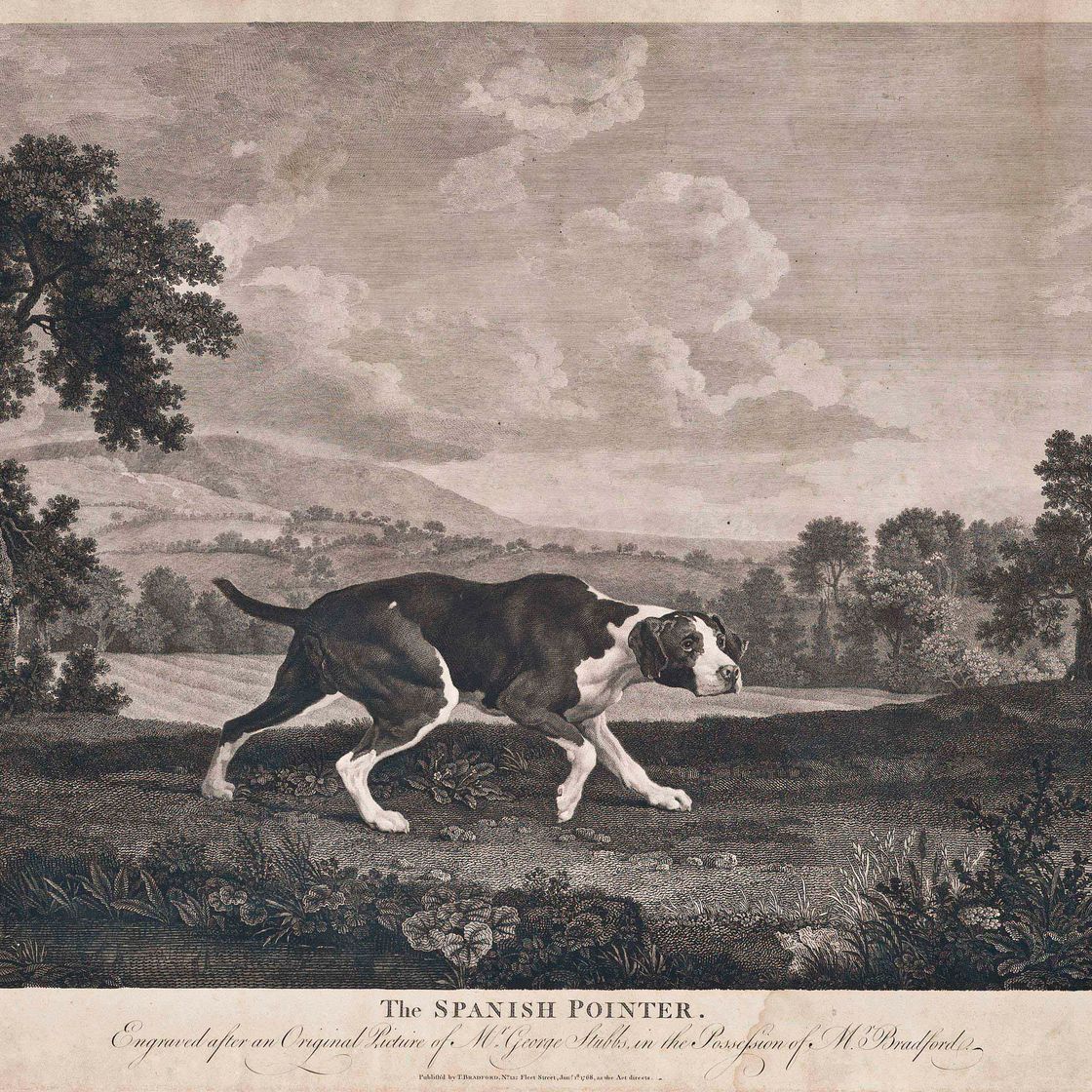 George Stubbs — Испанский пойнтер