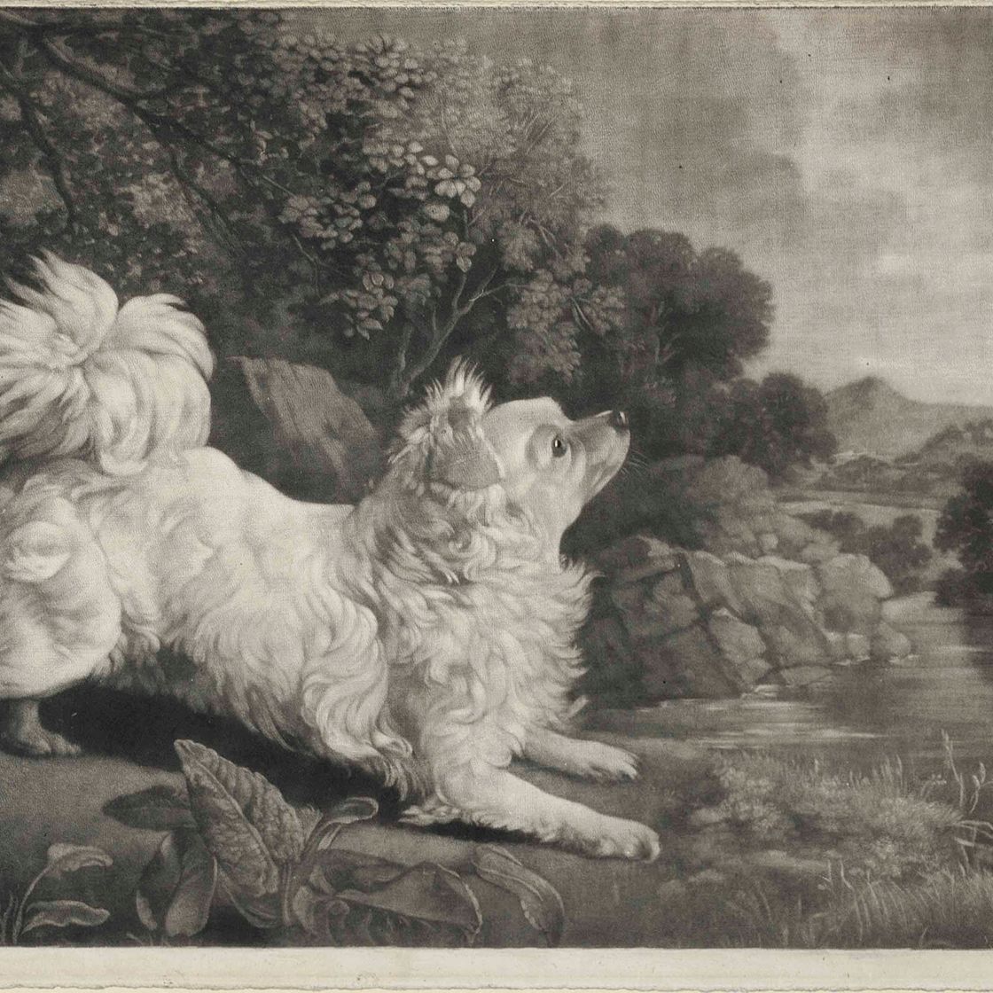 George Stubbs — Французская лисья собака