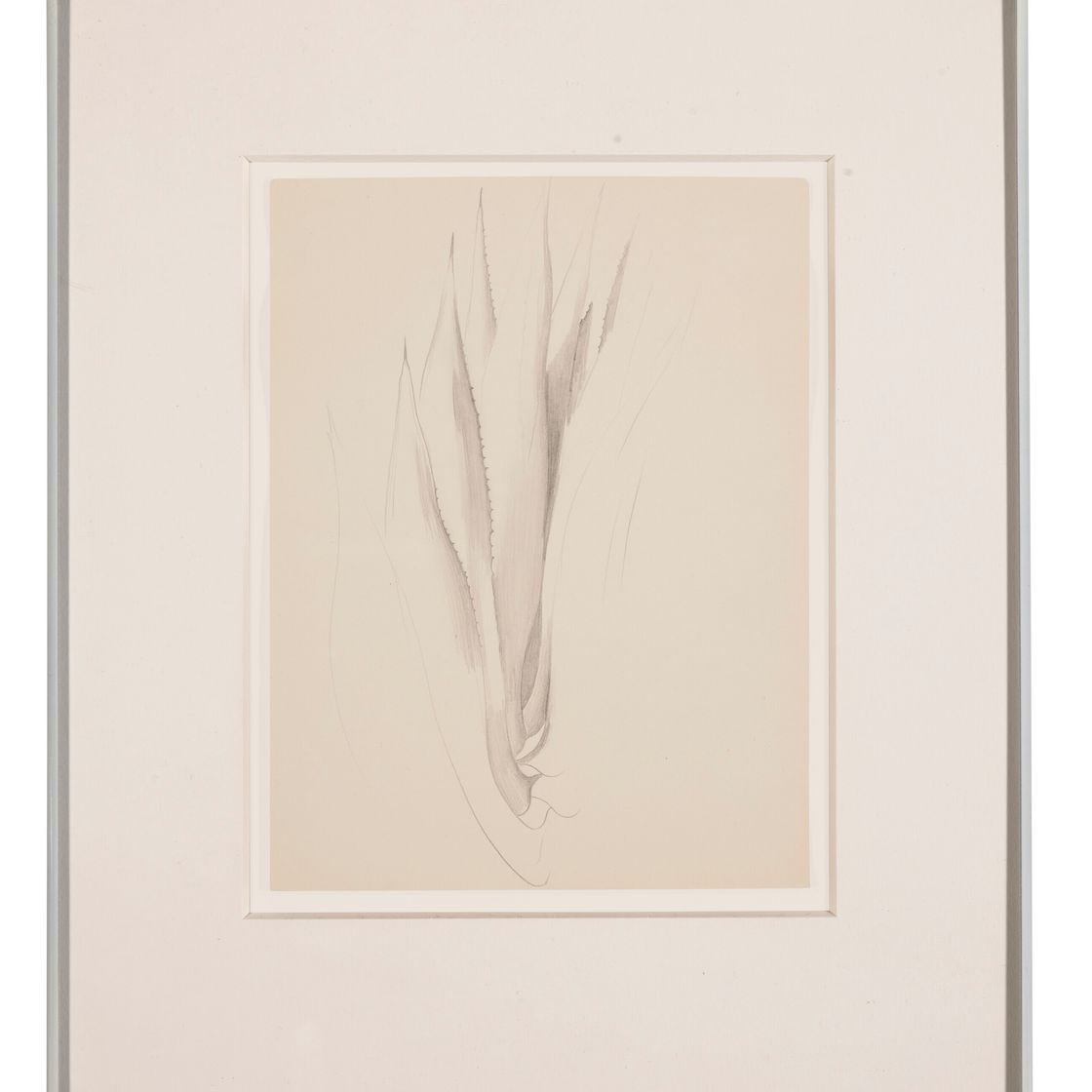 Georgia O’Keeffe — Форма растения-Алоэ, изображение 2