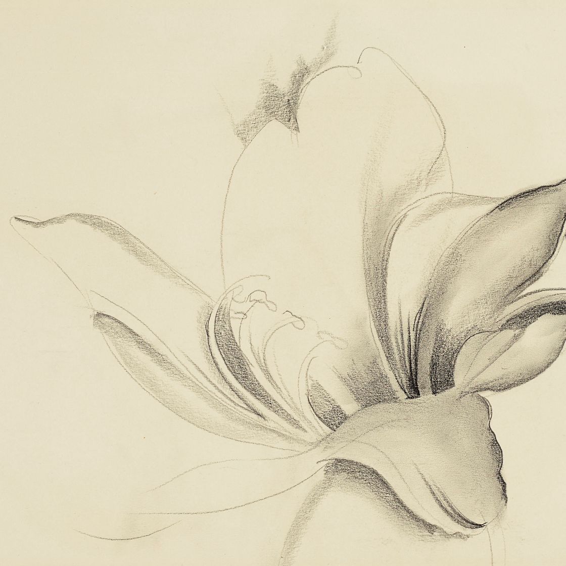 Georgia O’Keeffe — Без названия (Лилия)