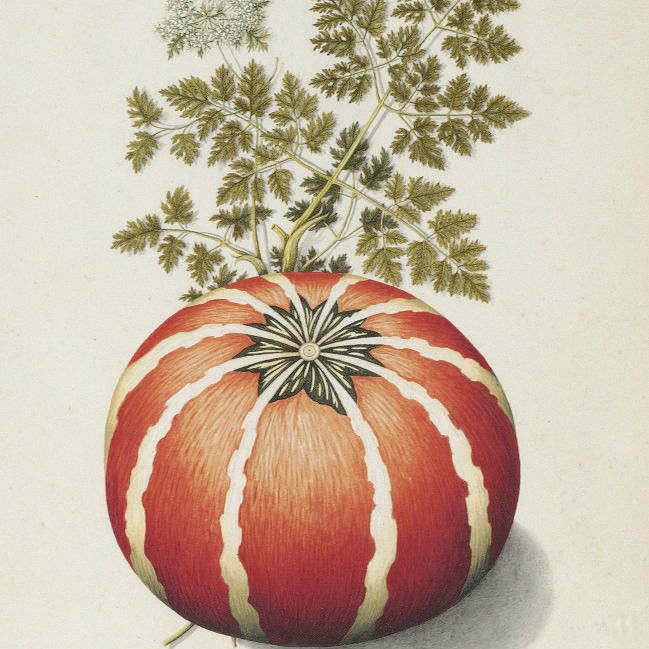 German School — Натюрморт из кервеля (Cerefolium) и полосатой тыквы (Cucurbita striata)