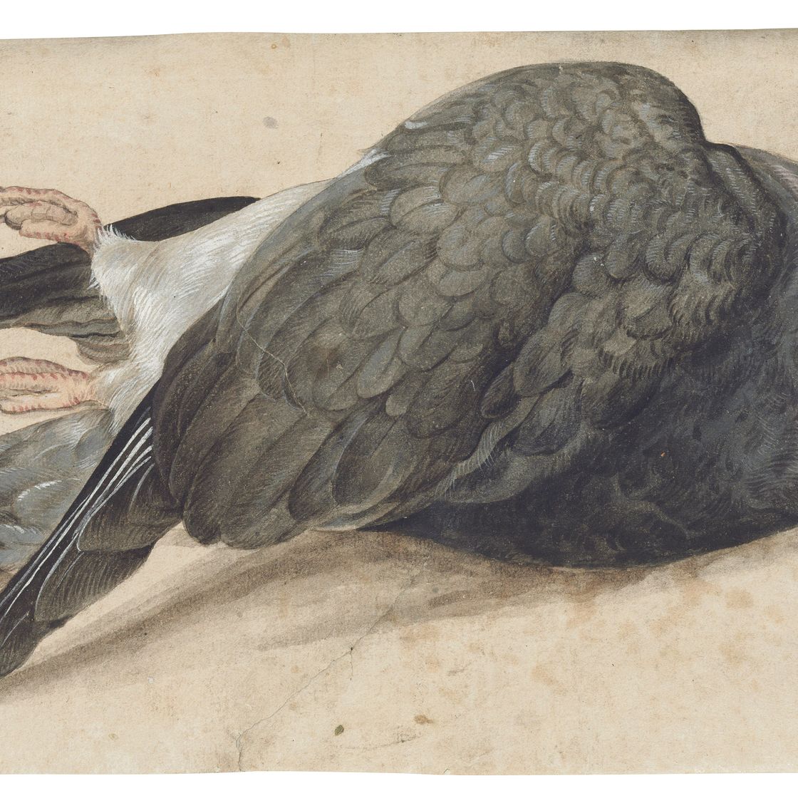 German School — Мертвый лесной голубь ( Columba palumbus )