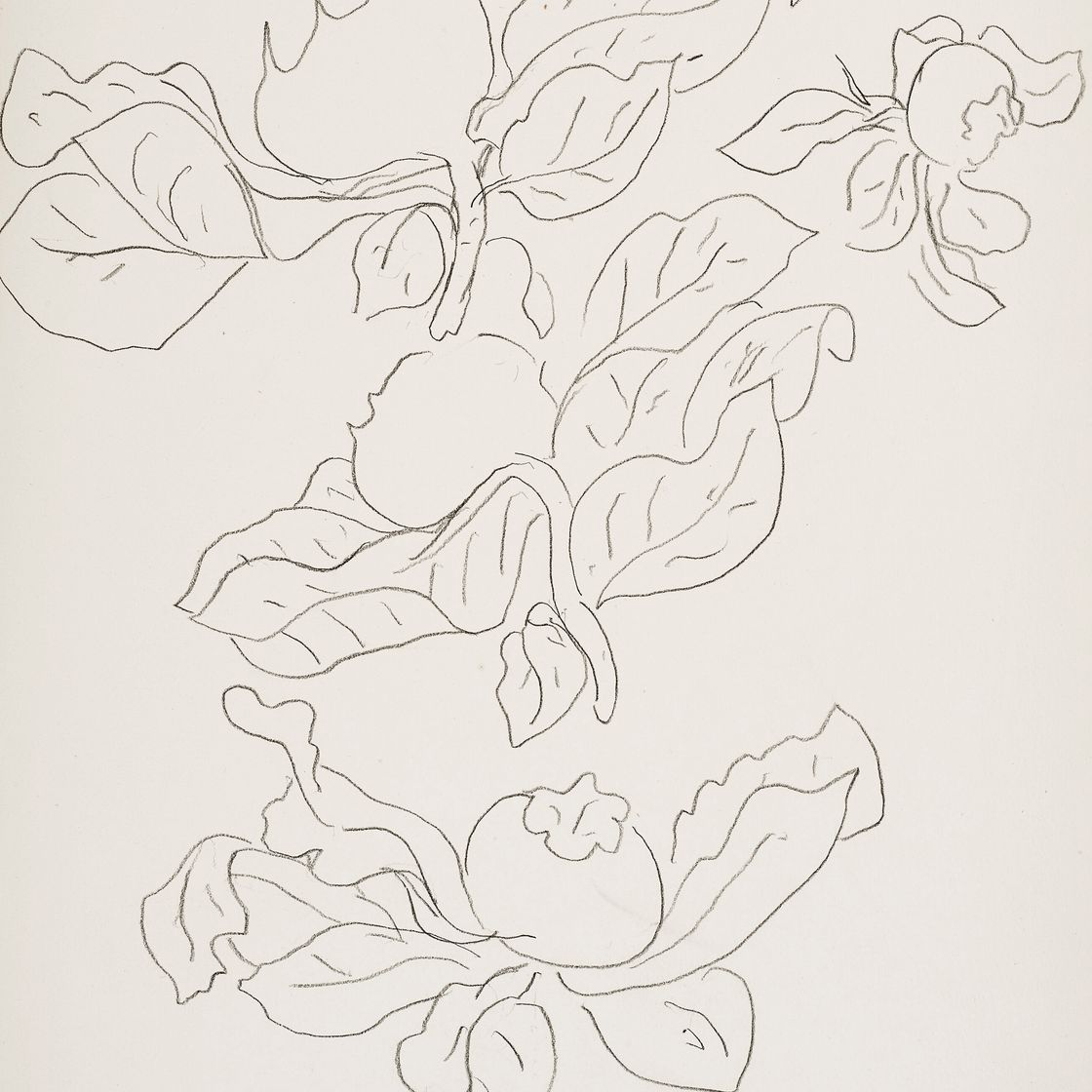 Henri Matisse — Этюд о фруктах и изящных фельетонах