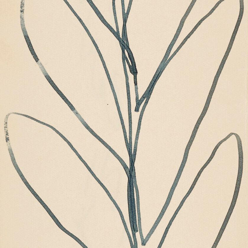 Henri Matisse — Ветвь фей и фельетонов из шерсти ( спереди и сзади )
