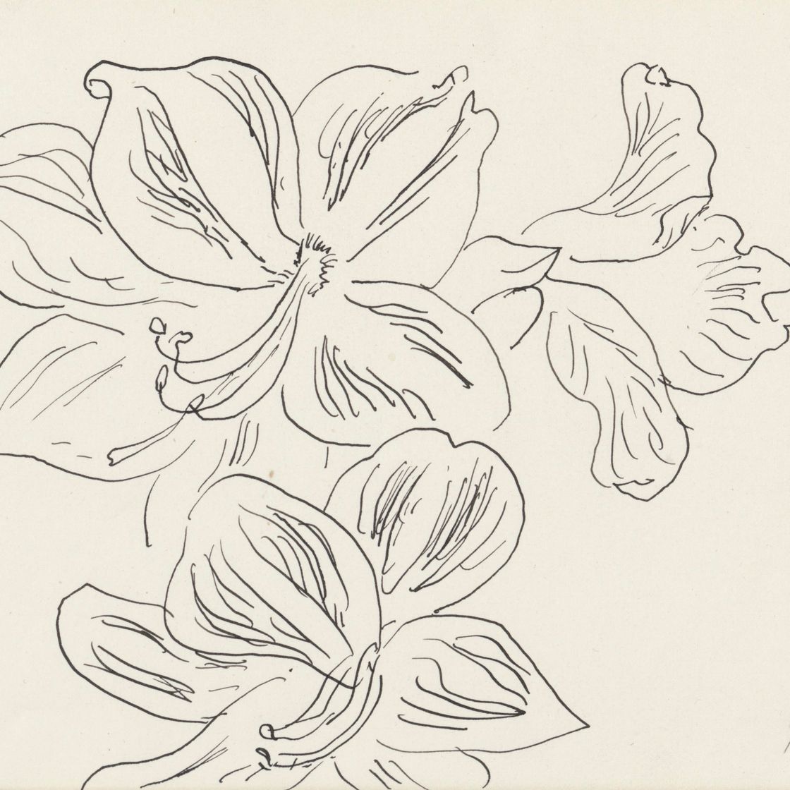 Henri Matisse — Цветы Амариллиса, изображение 1