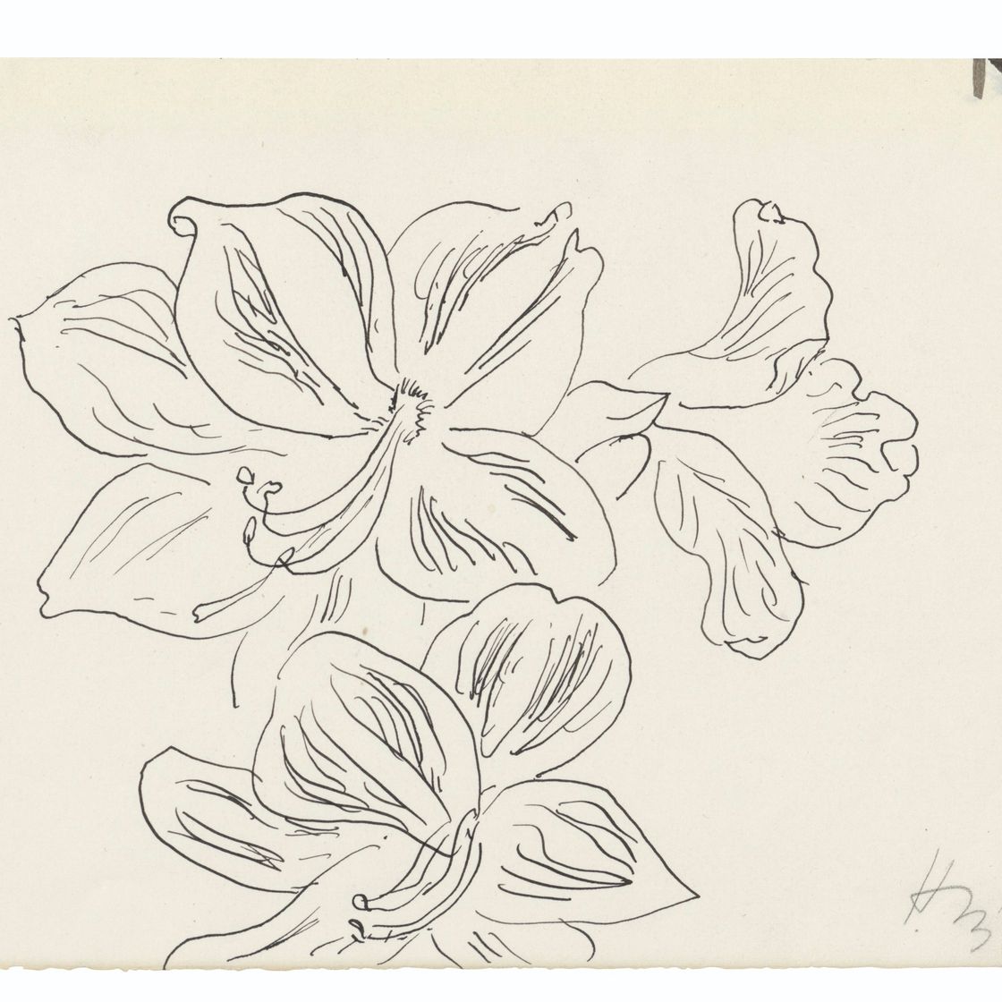 Henri Matisse — Цветы Амариллиса, изображение 2