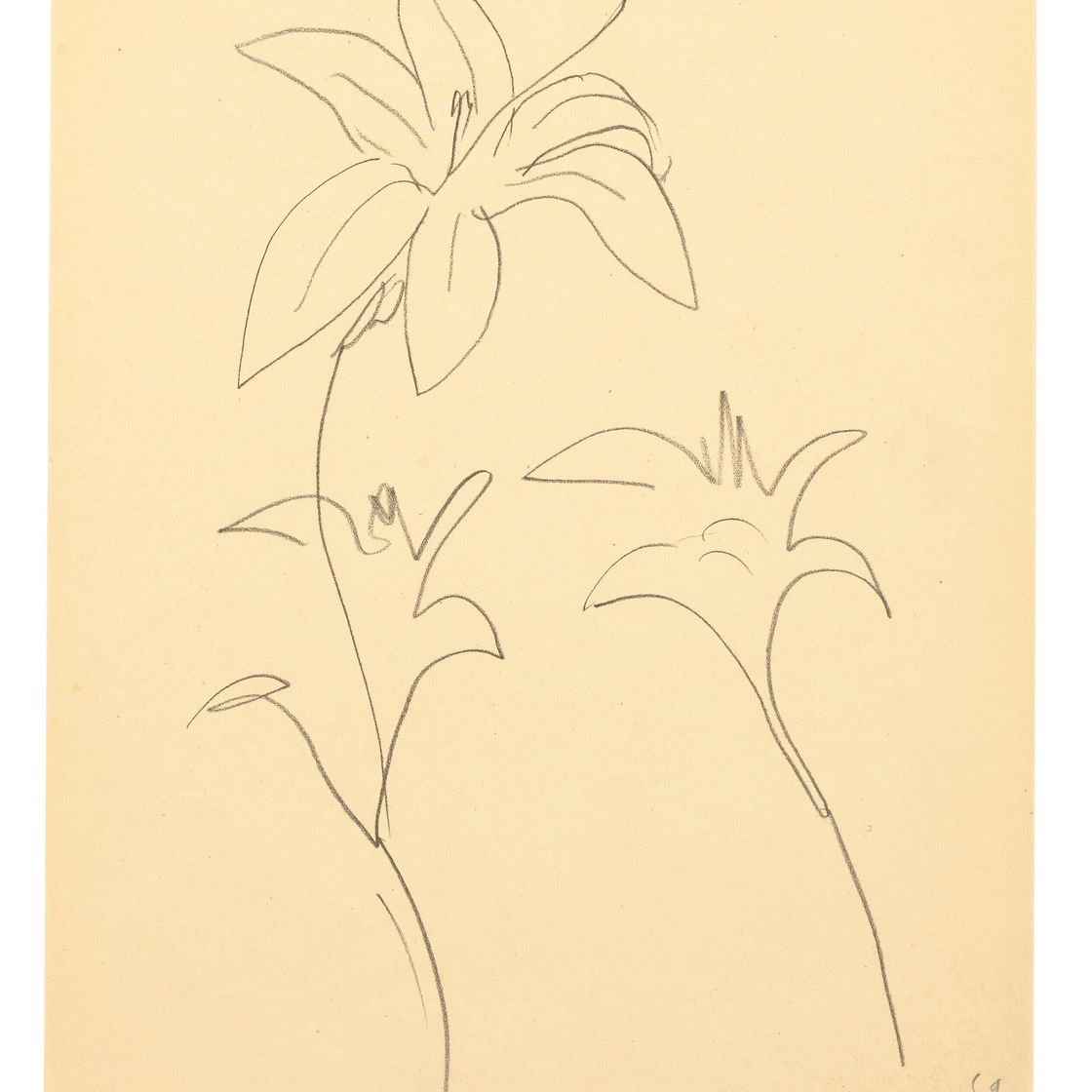Henri Matisse — Лилия