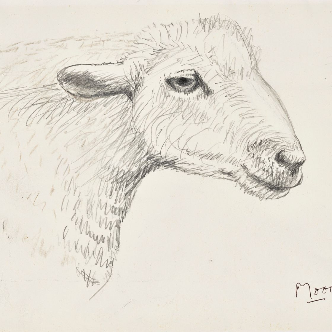 Henry Moore — Голова овцы, изображение 1