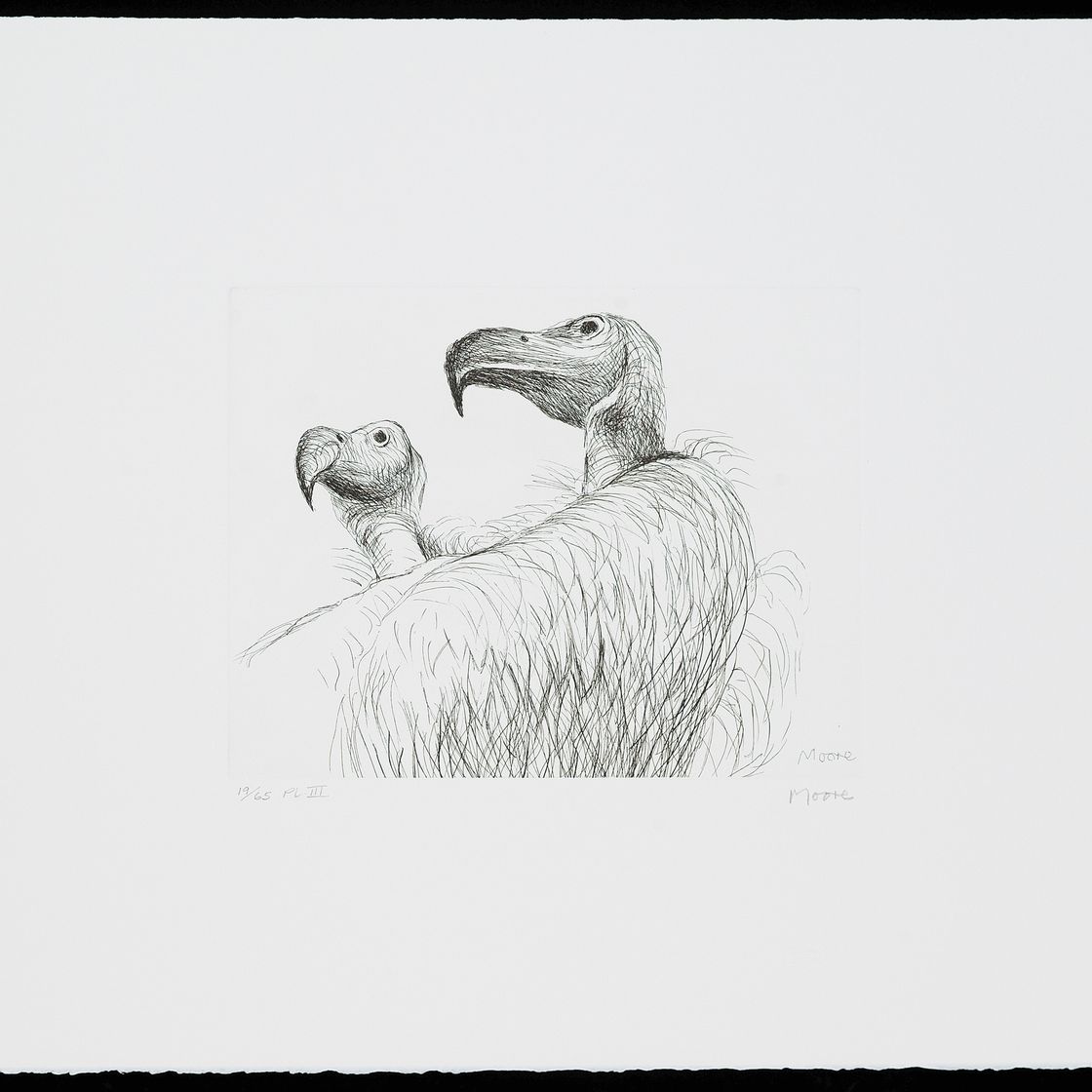 Henry Moore — Животные в зоопарке, изображение 7