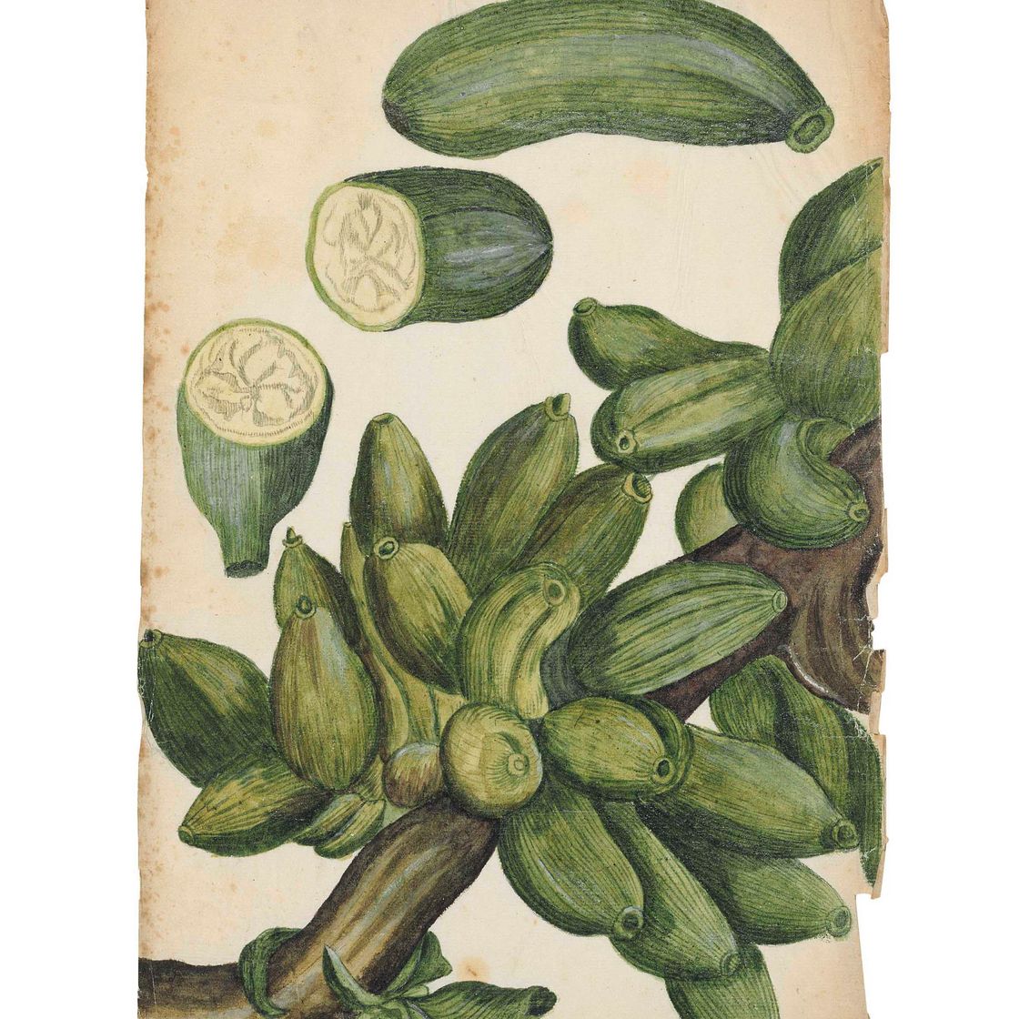 Italian School — Изучение растения, вероятно, разновидности тыквы ( cucurbitaceae ) или банана ( musaceae )