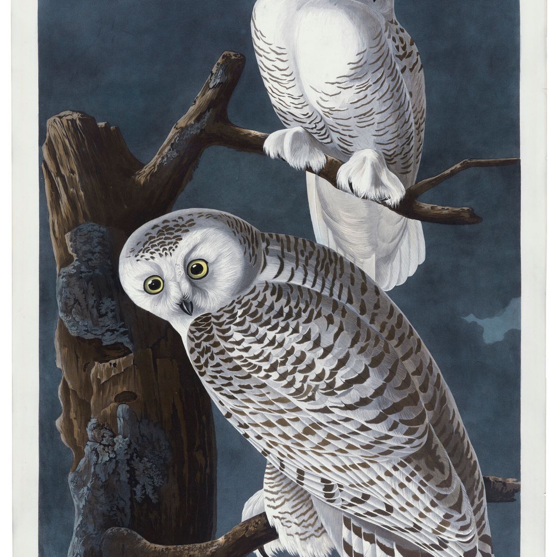 John James Audubon — Снежная сова (Plate CXXI) Nyctea scandiaca, изображение 1