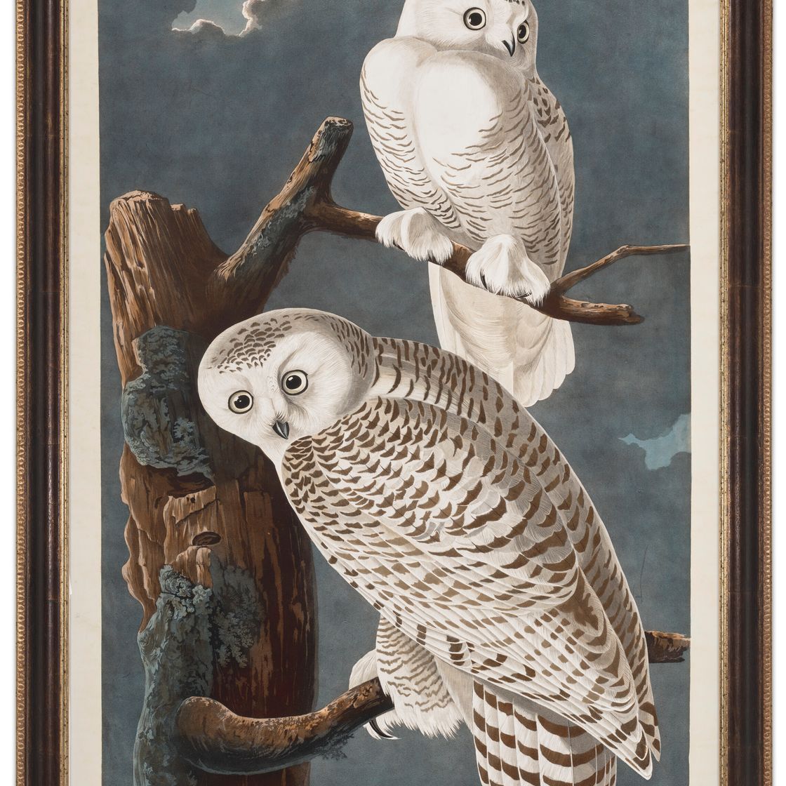 John James Audubon — Снежная сова (фото CXXI), изображение 2
