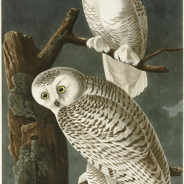 John James Audubon — Снежная сова (тарелка CXXL) Strix nyctea