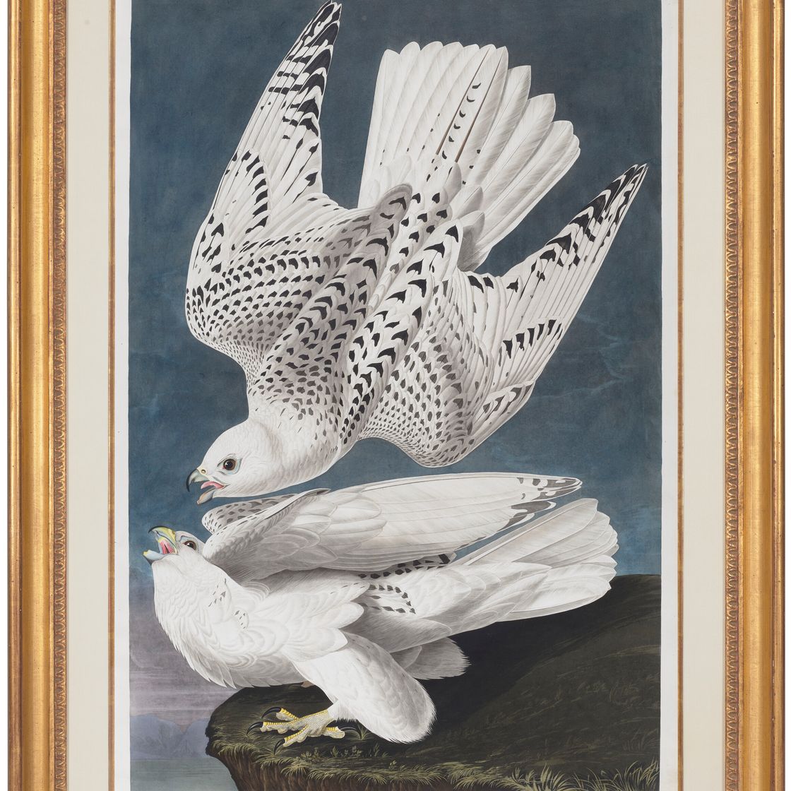 John James Audubon — Исландский или обыкновенный кречет (фото CCCLXVI), Falco rusticolus, изображение 2