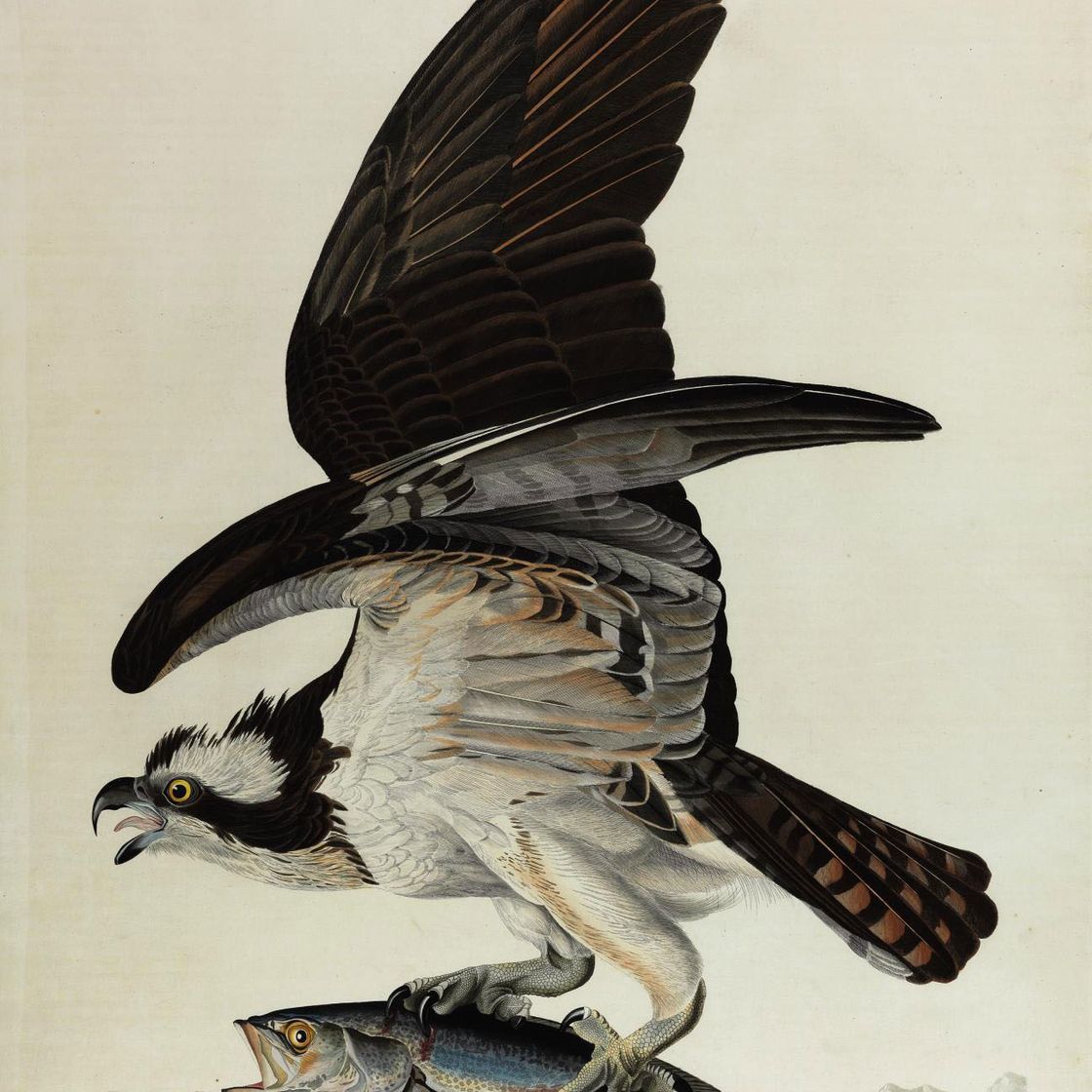 John James Audubon — Ястреб-рыболов (фото 81) Falco haliaetus, вариант 1