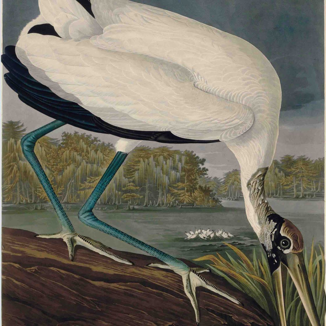 John James Audubon — Танталовый локатор Wood Ibiss (пластина CCXVI)