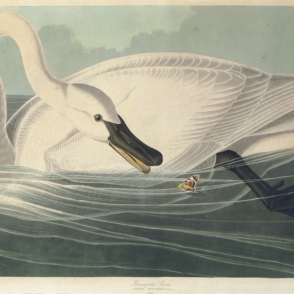 John James Audubon — Лебедь-трубач (пластинка CCCCVI) Cybnus buccinator