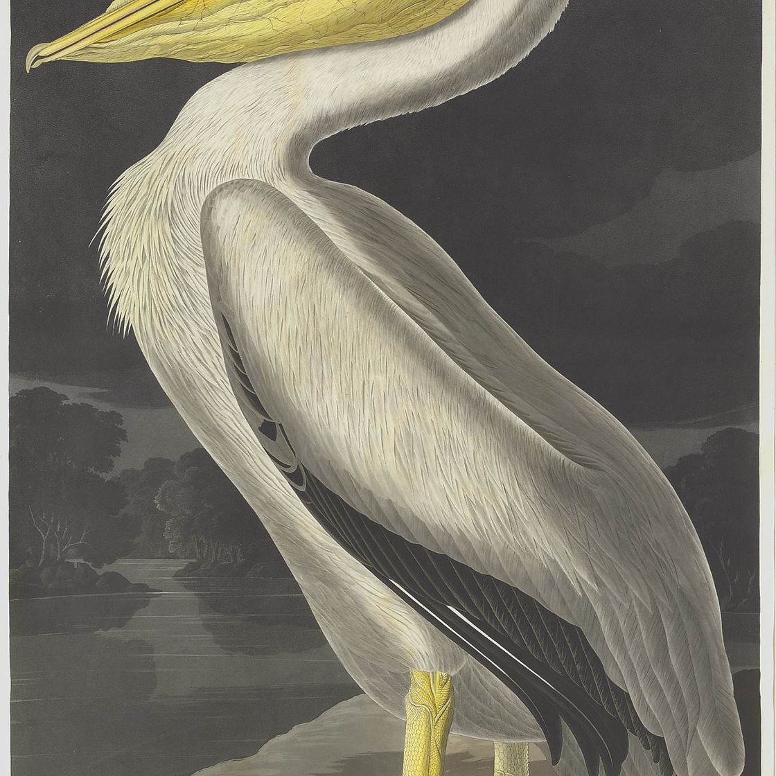 John James Audubon — Американский белый пеликан (Plate CCCXI) Pelicanus americanus