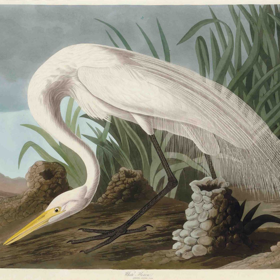 John James Audubon — Белая цапля (фото CCCLXXXVI) Ardea alba