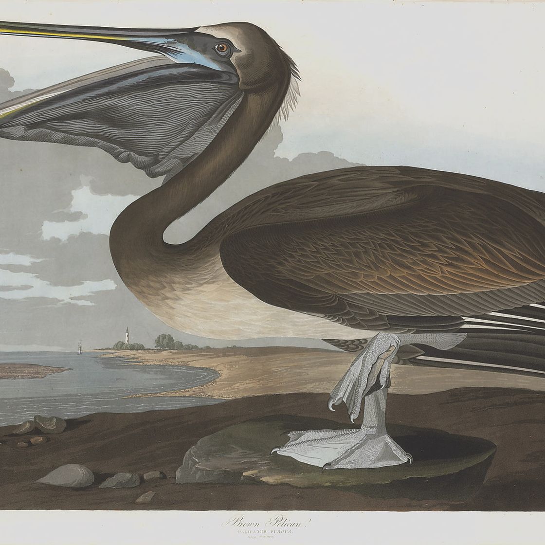 John James Audubon — Бурый пеликан (пластинчатый CCCCXXI) Pelicanus puscus