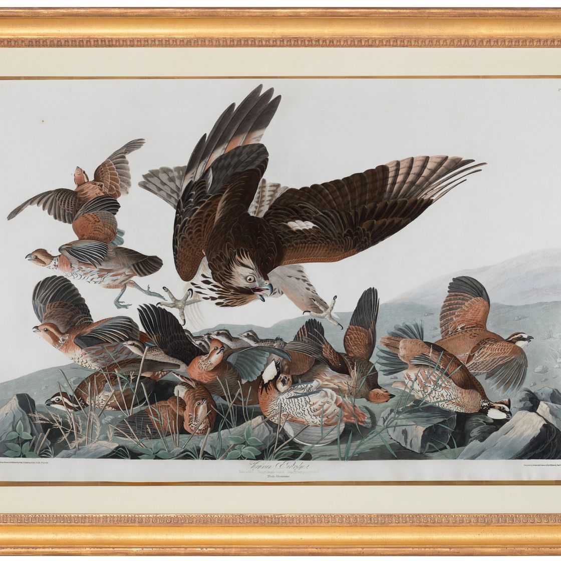 John James Audubon — Вирджинская куропатка (фото 76) Северная белобрысая, Perdix Virginiana, вариант 1, изображение 2