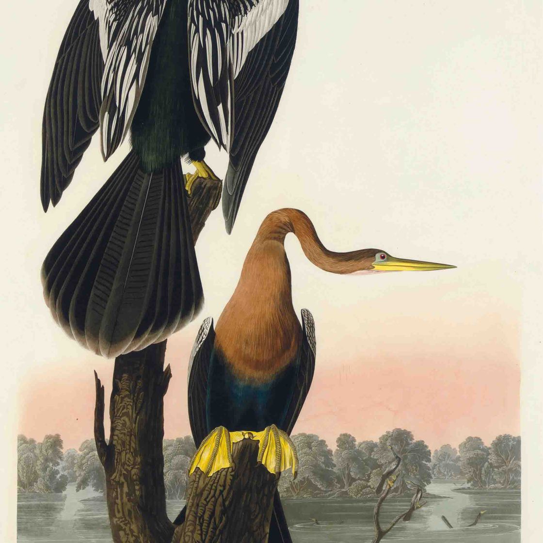 John James Audubon — Чернобрюхий стрекозел (Plate CCCXVI) Plotus anhinga, L.