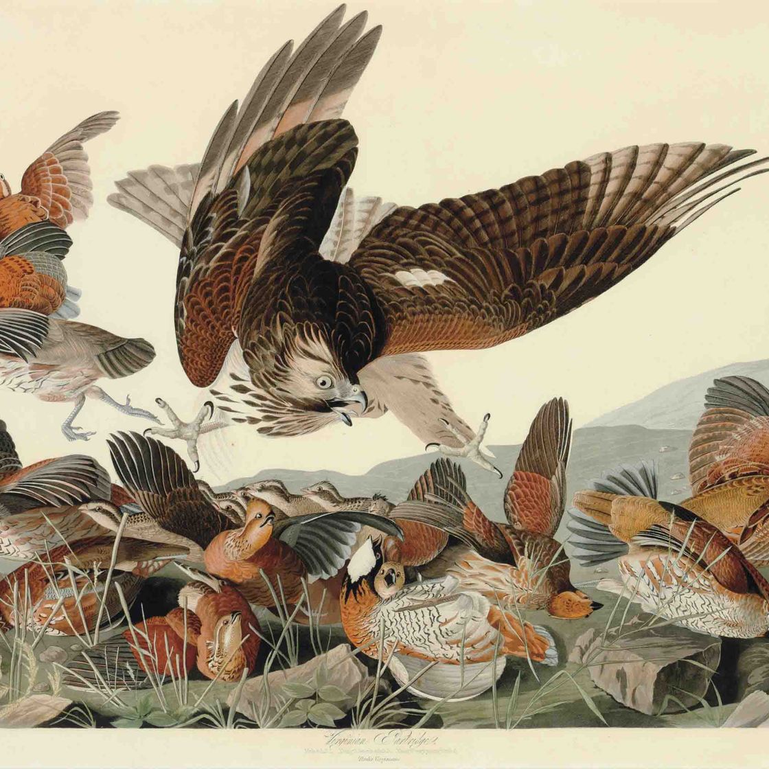 John James Audubon — Виргинская куропатка (фото 76) Perdix virginiana, вариант 1