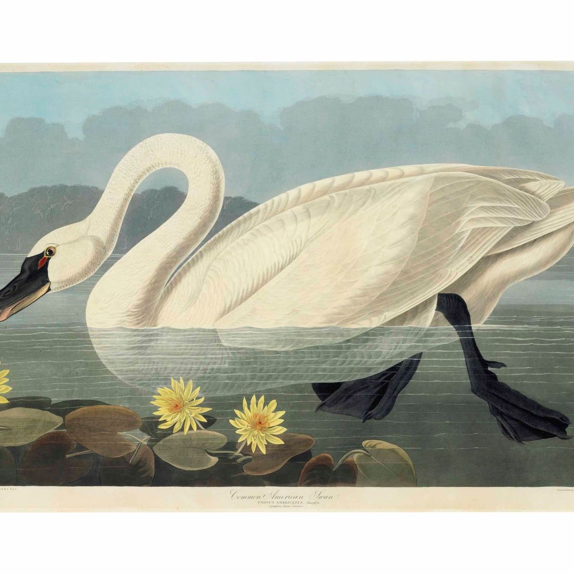 John James Audubon — Обыкновенный американский лебедь (Plate CCCCXI) Cygnus columbianus