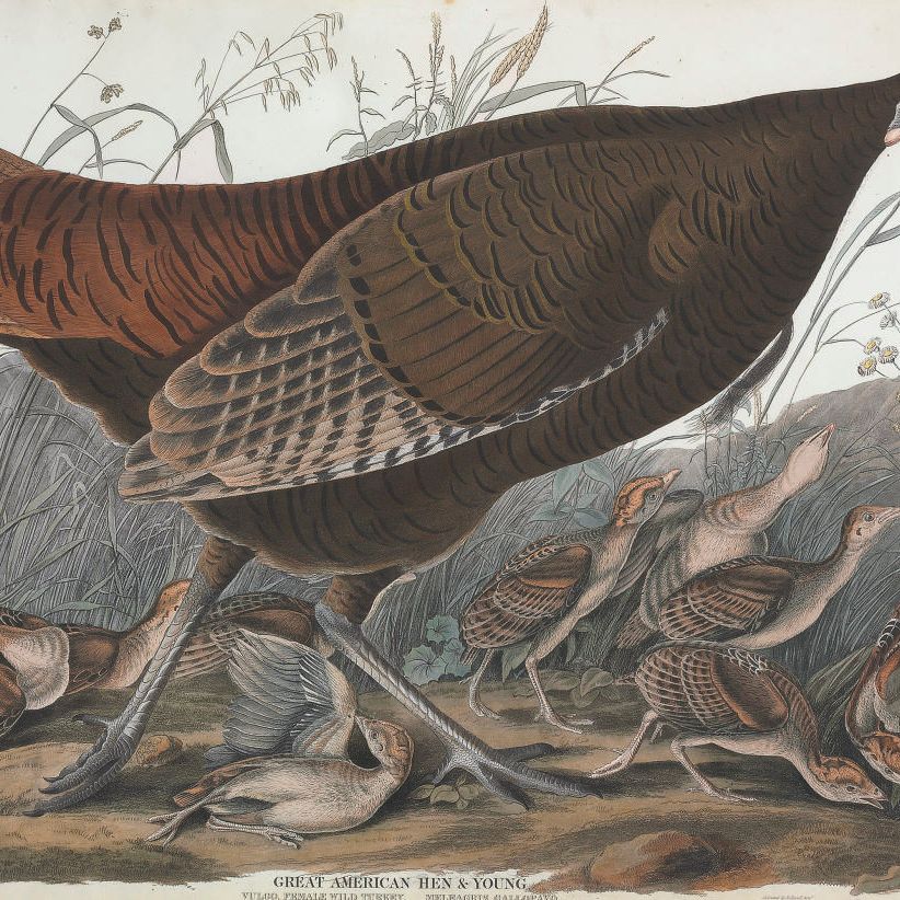 John James Audubon — Большая американская курица и молодняк. Обыкновенная самка дикой индейки (фото VI) Meleagris gallopavo, вариант 2
