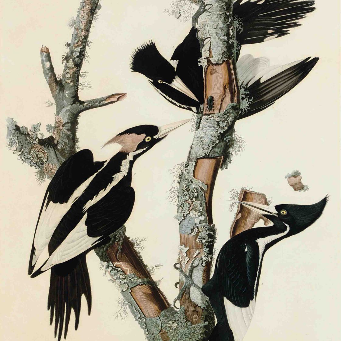 John James Audubon — Дятел с клювом цвета слоновой кости (фото 66) Picus principalus, вариант 1