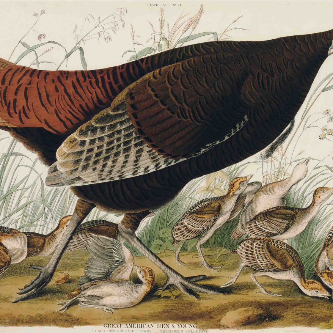 John James Audubon — Крупная американская курица и молодняк обыкновенной индейки, Самка дикой индейки (фото VI) Meleagris gallopavo, вариант 1