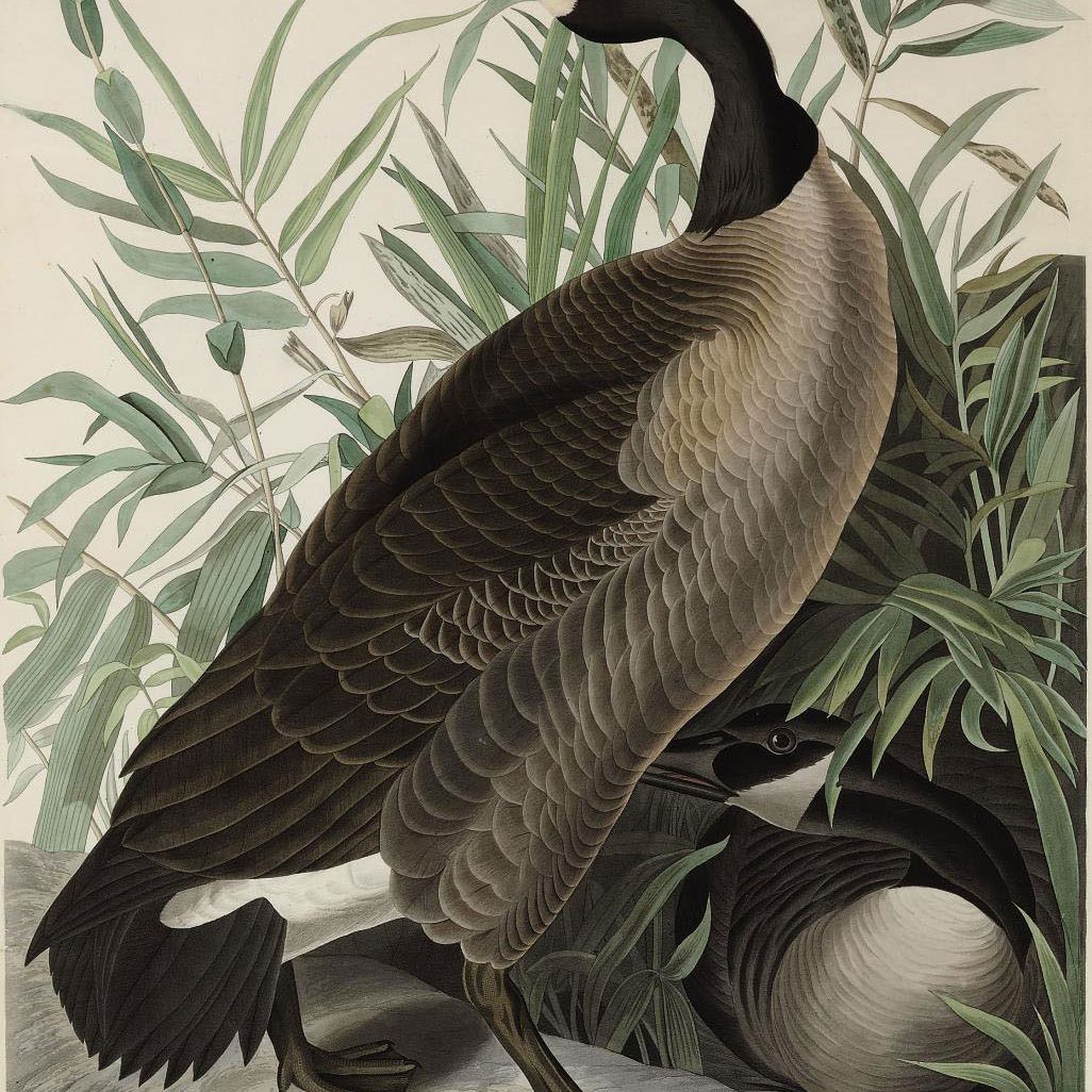 John James Audubon — Канадский гусь (Plate CCI) Anser canadensis