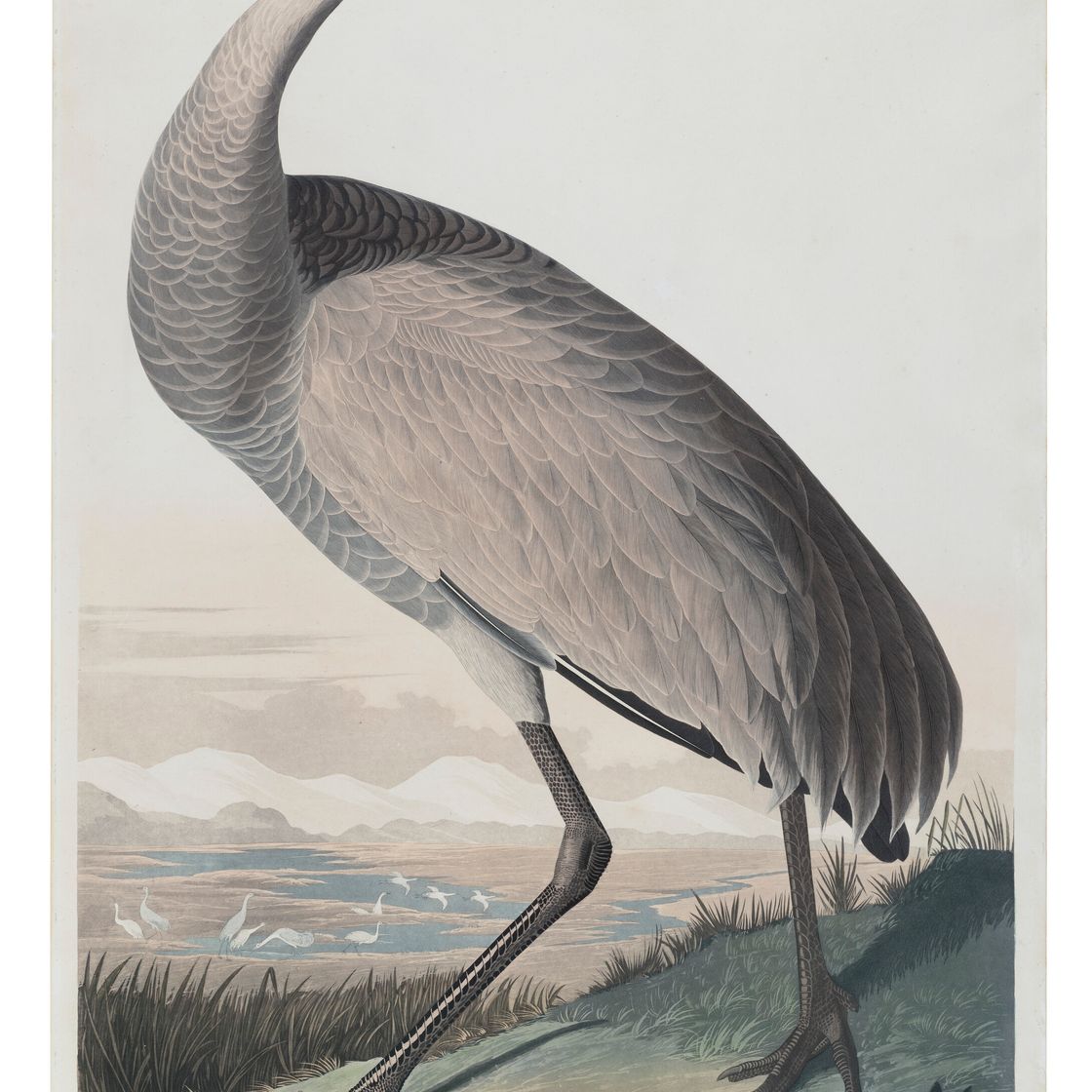 John James Audubon — Кран-манипулятор (табличка CCLXI) Sandhill Crane, Grus canadensis, изображение 1