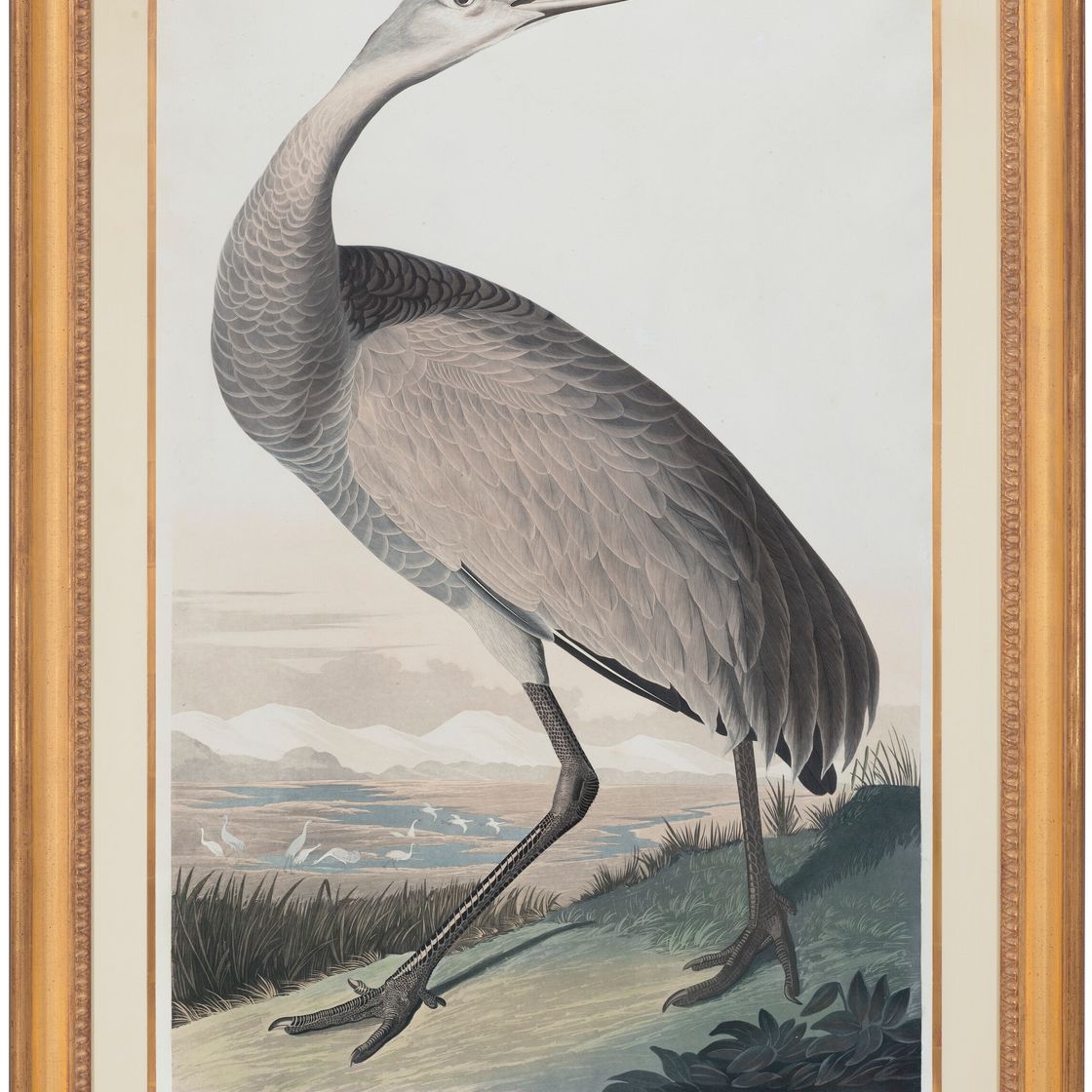 John James Audubon — Кран-манипулятор (табличка CCLXI) Sandhill Crane, Grus canadensis, изображение 2